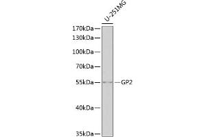 Western blot analysis of extracts of U-251MG cells, using GP2 antibody (ABIN6131993, ABIN6141290, ABIN6141292 and ABIN6221999) at 1:1000 dilution. (GP2 Antikörper  (AA 111-387))