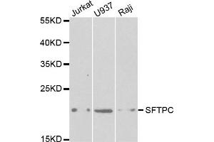 Western Blotting (WB) image for anti-Surfactant Protein C (SFTPC) antibody (ABIN1874760) (Surfactant Protein C Antikörper)