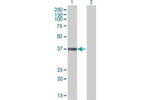 Western Blot analysis of OGG1 expression in transfected 293T cell line by OGG1 MaxPab polyclonal antibody. (OGG1 Antikörper  (AA 1-324))