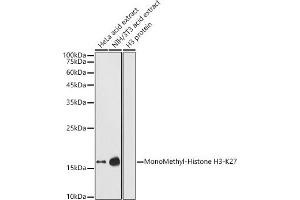 Western blot analysis of extracts of various cell lines, using MonoMethyl-Histone H3-K27 antibody (ABIN3023262, ABIN3023263, ABIN3023264, ABIN1513004 and ABIN6219518) at 1:1000 dilution. (Histone 3 Antikörper  (H3K27me1))