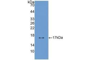 Detection of Recombinant PTN, Human using Polyclonal Antibody to Pleiotrophin (PTN) (Pleiotrophin Antikörper  (AA 33-168))