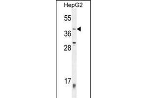 ZN Antibody (C-term) (ABIN654520 and ABIN2844243) western blot analysis in HepG2 cell line lysates (35 μg/lane). (ZNF763 Antikörper  (C-Term))