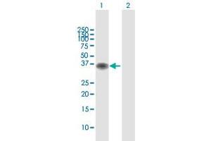 Western Blot analysis of BOLL expression in transfected 293T cell line by BOLL MaxPab polyclonal antibody. (BOLL Antikörper  (AA 1-295))