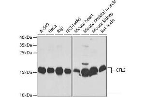 Western blot analysis of extracts of various cell lines using CFL2 Polyclonal Antibody at dilution of 1:1000. (Cofilin 2 Antikörper)