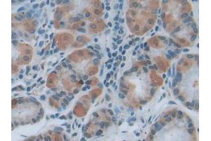 IHC-P analysis of Human Stomach Tissue, with DAB staining. (MYD88 Antikörper  (AA 32-265))