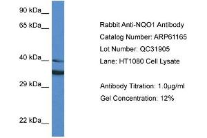 Western Blotting (WB) image for anti-NAD(P)H Dehydrogenase, Quinone 1 (NQO1) (Middle Region) antibody (ABIN2788702)