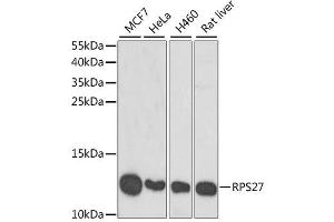 Western blot analysis of extracts of various cell lines, using RPS27 antibody. (RPS27 Antikörper  (AA 1-84))