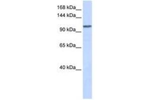 Image no. 1 for anti-WD Repeat Domain 63 (WDR63) (AA 288-337) antibody (ABIN6743668) (WDR63 Antikörper  (AA 288-337))