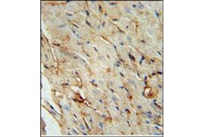 Immunohistochemistry analysis in Formalin Fixed, Paraffin Embedded Human stomach tissue stained with SCARA5 Antibody (C-term) followed by peroxidase conjugation of the secondary antibody and DAB staining. (SCARA5 Antikörper  (C-Term))