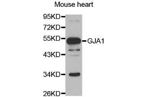 Western blot analysis of extracts of mouse heart, using GJA1 antibody. (Connexin 43/GJA1 Antikörper  (AA 233-382))