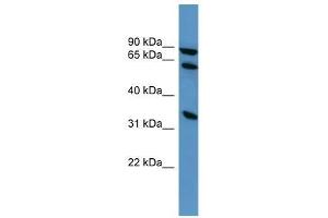ELMO1 antibody used at 0. (ELMO1 Antikörper  (C-Term))