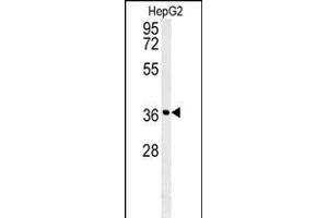 CCND1- antibody (ABIN651507 and ABIN2840269) western blot analysis in HepG2 cell line lysates (35 μg/lane). (Cyclin D1 Antikörper  (AA 203-238))