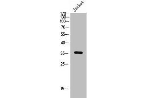 OR6Q1 Antikörper  (Internal Region)