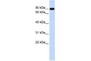 ZXDA antibody used at 0. (ZXDA Antikörper  (Middle Region))