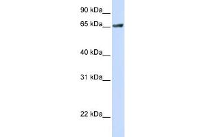 WB Suggested Anti-RUFY1 Antibody Titration:  0. (RUFY1 Antikörper  (C-Term))
