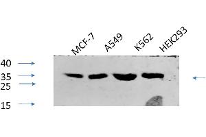 Western Blot analysis of MCF-7 (1), A549 (2), K562 (3), HEK293 (4), diluted at 1:1000.