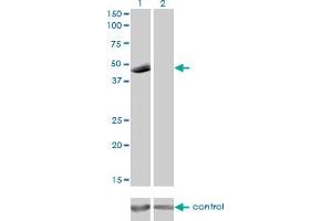 Western blot analysis of P2RX5 over-expressed 293 cell line, cotransfected with P2RX5 Validated Chimera RNAi (Lane 2) or non-transfected control (Lane 1).