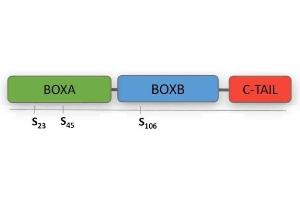High Mobility Group Box 1 (HMGB1) (C106S), (C23S), (C45S), (Non-oxidizable) (Active) protein