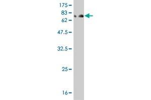 Western Blot detection against Immunogen (85. (IFNA2 Antikörper  (AA 24-188))