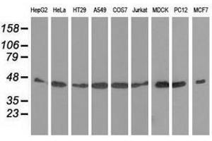 Image no. 6 for anti-DnaJ (Hsp40) Homolog, Subfamily A, Member 2 (DNAJA2) antibody (ABIN1497860) (DNAJA2 Antikörper)