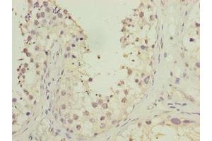Immunohistochemistry of paraffin-embedded human testis tissue using ABIN7165635 at dilution of 1:100 (HOOK1 Antikörper  (AA 301-600))