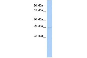 WB Suggested Anti-UBE2S Antibody Titration:  0. (UBE2S Antikörper  (N-Term))