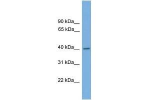 WB Suggested Anti-MAPK1 Antibody Titration: 0. (ERK2 Antikörper  (Middle Region))