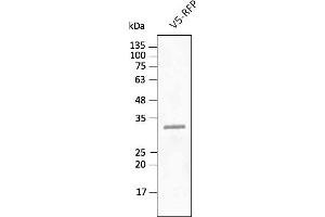 Western Blotting (WB) image for anti-tdTomato Fluorescent Protein (tdTomato) antibody (DyLight 488) (ABIN7273112) (tdTomato Antikörper  (DyLight 488))