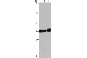 Western Blotting (WB) image for anti-phosphoenolpyruvate Carboxykinase 2 (Mitochondrial) (PEPCK) antibody (ABIN2423793) (PEPCK Antikörper)