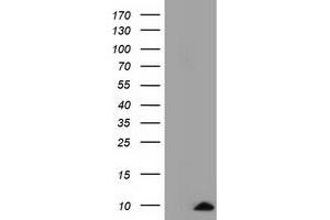 Western Blotting (WB) image for anti-Cytochrome C Oxidase Subunit VIa Polypeptide 1 (COX6A1) antibody (ABIN1497585) (COX6A1 Antikörper)
