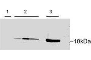 ABIN2564389 (0. (PVALB Antikörper  (C-Term))