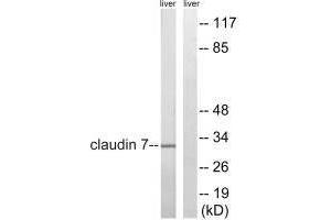 Claudin 7 Antikörper  (Tyr210)