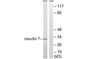 Western blot analysis of extracts from rat liver cells, using Claudin 7 (Ab-210) antibody. (Claudin 7 Antikörper  (Tyr210))