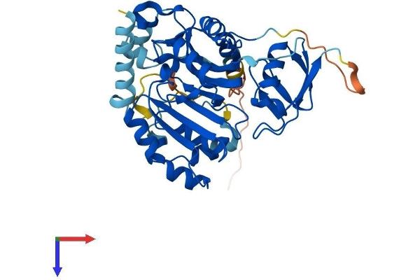 AS3MT Protein (AA 1-375) (His tag)
