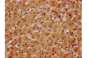 Immunohistochemistry (IHC) image for anti-Adipocyte Plasma Membrane Associated Protein (APMAP) (AA 134-240) antibody (ABIN7143409)