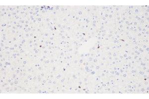 Immunohistochemistry analysis of paraffin-embedded mouse liver using THY1 Polyclonal Antibody at dilution of 1:500. (CD90 Antikörper)