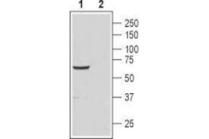 Western blot analysis of rat testis lysate: - 1. (CATSPER4 Antikörper  (1st Extracellular Loop))