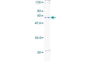 Image no. 1 for CD27 Molecule (CD27) (AA 1-260) protein (GST tag) (ABIN1348589)