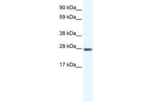Western Blotting (WB) image for anti-Cl Ion Channel 1 antibody (ABIN2461091) (Cl Ion Channel 1 Antikörper)