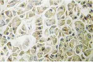 Immunohistochemistry (IHC) analyzes of Granzyme H antibody in paraffin-embedded human pancreas tissue. (GZMH Antikörper)