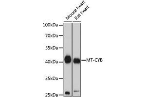 Western blot analysis of extracts of various cell lines, using MT-CYB antibody (ABIN7268595) at 1:1000 dilution. (Cytochrome b Antikörper)