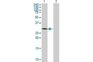 Western Blot analysis of ZNF483 expression in transfected 293T cell line by ZNF483 MaxPab polyclonal antibody.