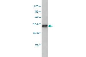 Western Blot detection against Immunogen (36. (LRRN2 Antikörper  (AA 532-630))