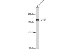 Western blot analysis of extracts of Mouse brain, using LNPEP antibody (ABIN6129286, ABIN6143284, ABIN6143285 and ABIN6215523) at 1:500 dilution. (LNPEP Antikörper  (AA 1-110))