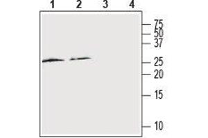 Western blot analysis of rat spleen (lanes 1 and 3) and cortex (lanes 2 and 4): - 1,2. (RAMP2 Antikörper  (Extracellular, N-Term))