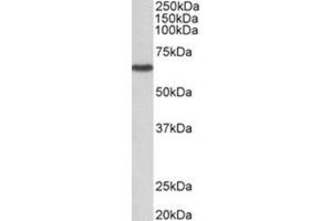 AP31959PU-N STK3 antibody staining of NIH3T3 lysate at 1 µg/ml (35µg protein in RIPA buffer).