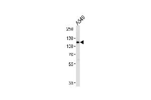 Western blot analysis of lysate from A549 cell line, using BICC1 Antibody at 1:1000. (BICC1 Antikörper  (N-Term))