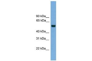 WB Suggested Anti-CLK1  Antibody Titration: 0.