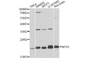 Western blot analysis of extracts of various cell lines, using NCS1 antibody. (NCS1 Antikörper)
