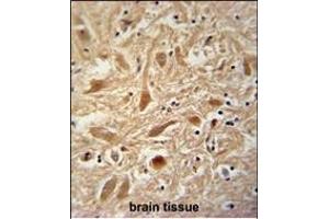 ARPC1A Antibody (Center) (ABIN390418 and ABIN2840806) immunohistochemistry analysis in formalin fixed and paraffin embedded human brain tissue followed by peroxidase conjugation of the secondary antibody and DAB staining. (ARPC1A Antikörper  (AA 157-184))